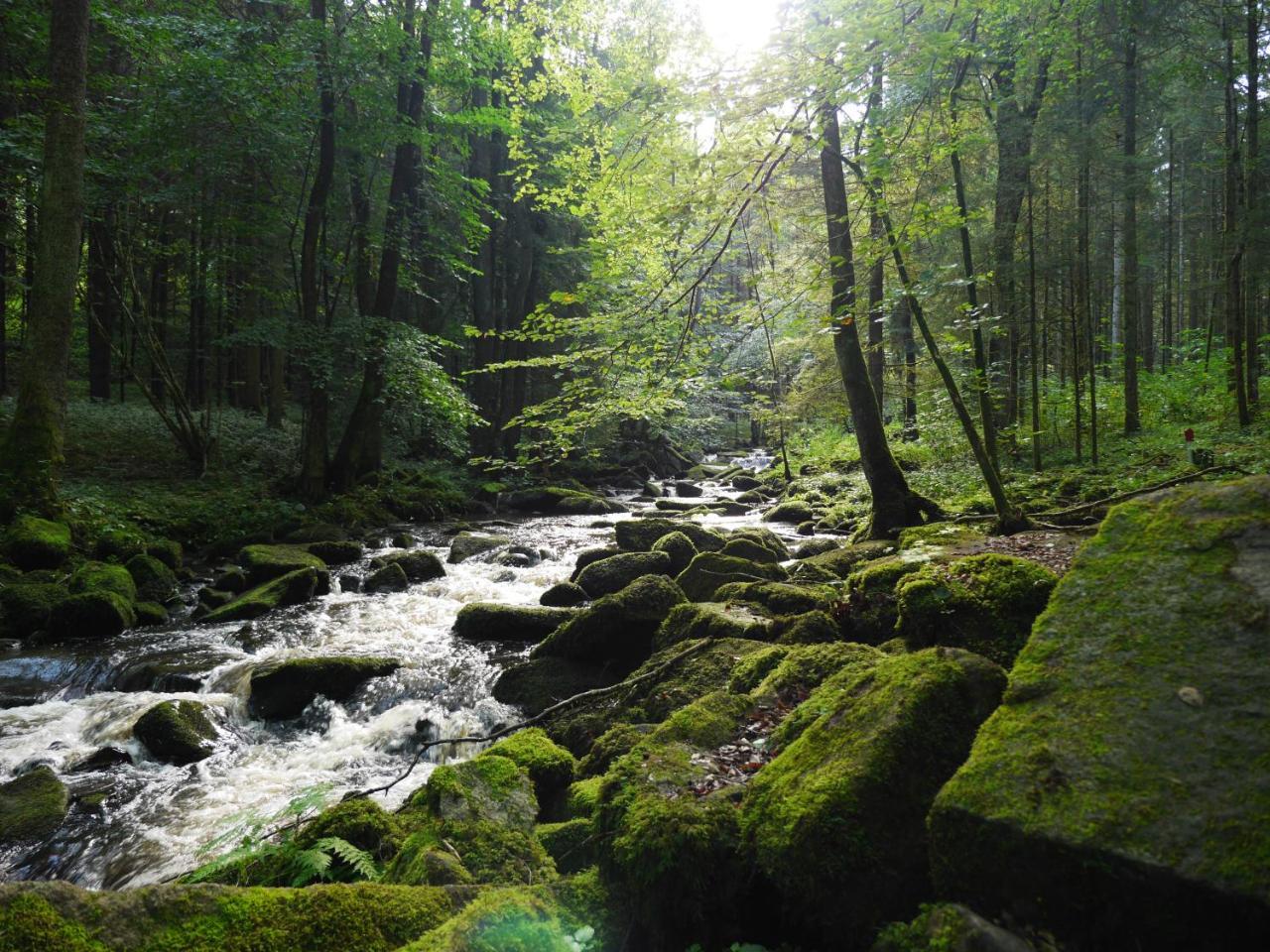 Ferienwohnung FeWo KeDo Neukirchen vorm Wald Exterior foto