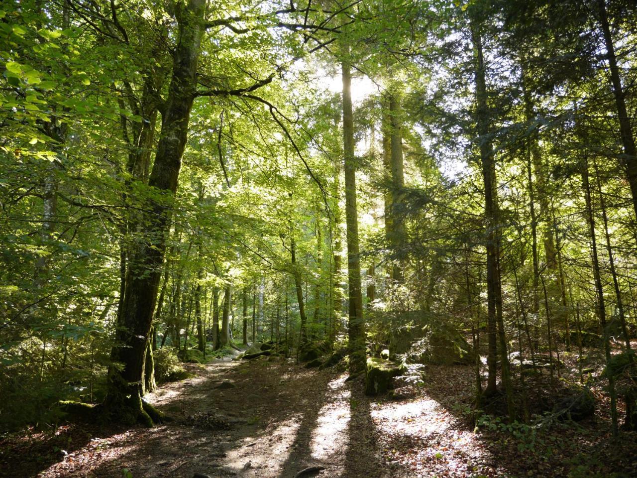 Ferienwohnung FeWo KeDo Neukirchen vorm Wald Exterior foto